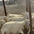 طليان ورخال حري على 750 يابلاش