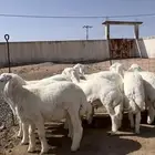 طليان حريات نظيفه