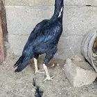 دجاجه شامو الماني