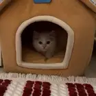 قط شيرازي عمره اقل من شهرين للبيع