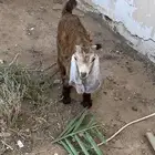 للبيع عنز معها تيس