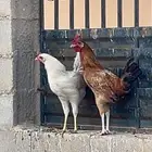 ديكين للبيع الصحه شرط العمر 3شهور