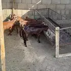 عنقان كفو 4 شهور مغلقه شحم