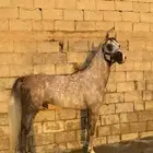 حصان واهو جمال اشعل