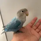 روز اليف ( تم البيع)