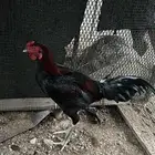 ديك باكستاني