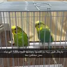 طيور زينه