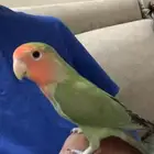 روز اليف