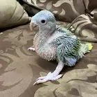 فرخ درة هولندي