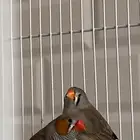 طيور زيبرا السلاله استرالي