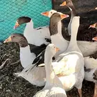 للبيع وز بلدي كفووو