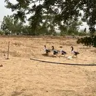 وز بلدي