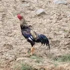 ديك بكستاني