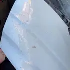 كبوت سوناتا