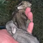 ارانب منتجه شرط
