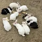 ارانب منتجه للبيع بيشه