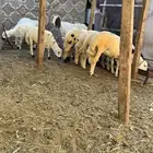 خرفان ذبايح
