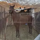 خيل شعبي البيع مستعجل.