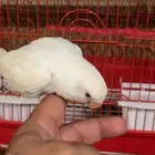 روز اليف