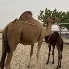 ناقه للبيع في محافظة القنفذة