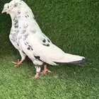 حمام قطيفي