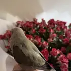 روز كاسكو ذكر للبيع