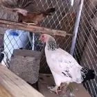 دجاجه تركيه