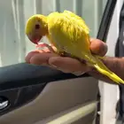 فروخ دره اصفر لاتينو انتاج محلي