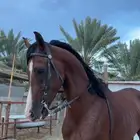 خيل حصان شعبي