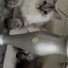 قطط