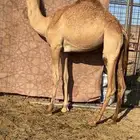 بكره بنت الليزر جمل حسن سليمان البلوي