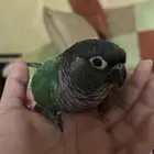 روز كروان كنيور