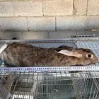 ارانب سوبر جامبو