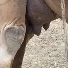 ناقة مبيوع ولدها