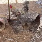 دجاج براهما