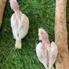 فروخ كروان البينو ( تم البيع )