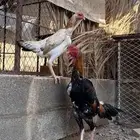 جوز شامو ياباني