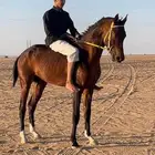 حصان سبوق كفو جدا