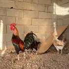 دجاج بلدي