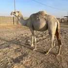 لقحه للليع