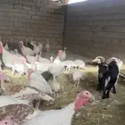 دجاج رومي