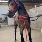 حصان شعبي شيخ