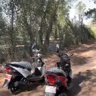 دباب الوسام الناري