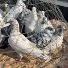 حمام باكستاني