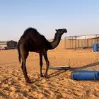 قعود لباني على لبن امه