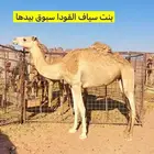 هجن
