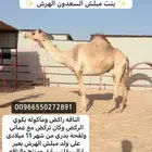 هجن بنت مبلش السعدون الهرش ولقحه