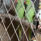 جوز دره هندي