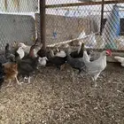 فراريج بلدي