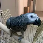 كاسكو متكلم و اليف